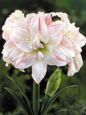 19c7fbb80d3ffcfcd77fe7365ca29dbe