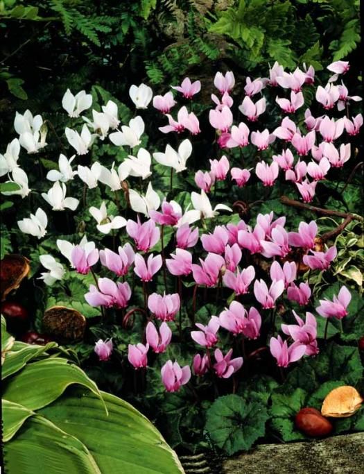 1acacf4b2ff27d8fa72d9542813839b3