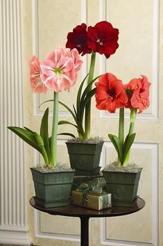 2cf43ba648d2afca1d33adc9a117d2a7