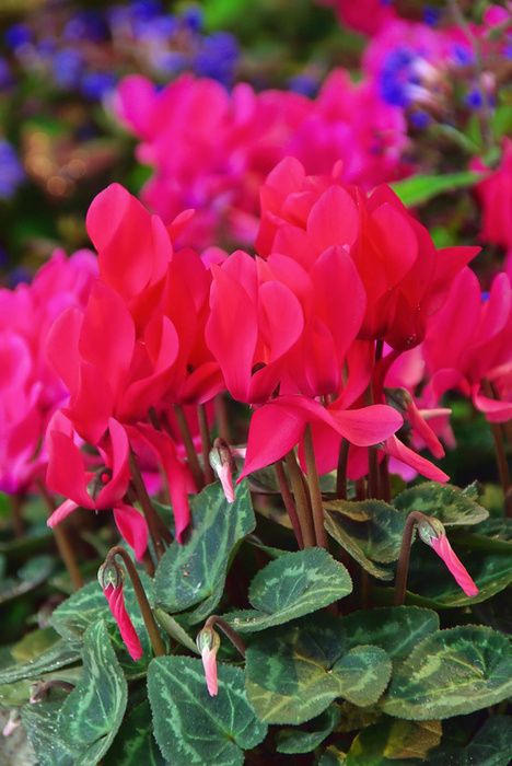 43f60f0589688bf529b9e1ab6557eea4