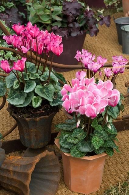 4e010cd6cee0aef8ddfedabd71388101