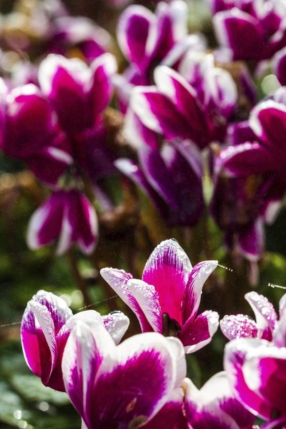 625e6a97a873474d20663da4fab2343e