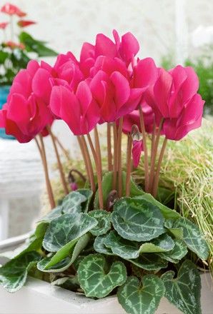 810c858727e621b4274c4a0d90d375af