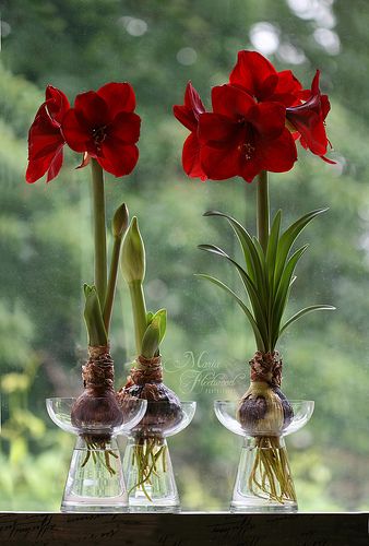 a0aa4446c6a5ff06c83d6895a81f59ef