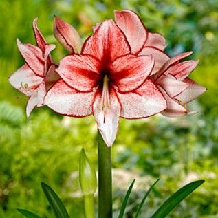 aff62cf3a570bc7cc1e142644ed97b5d