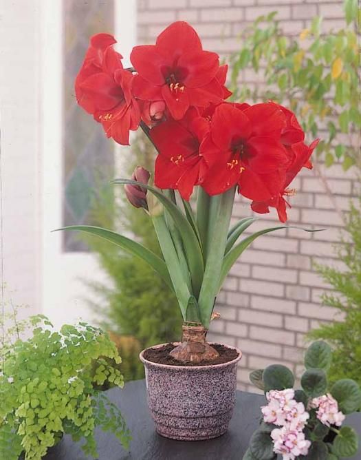 cd4226b3f3ee5ec2ad9ecfba57249c0a