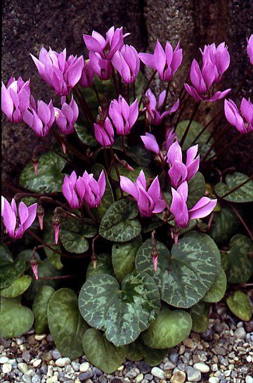 d277fc5021425a0988e63bc0097d07b7