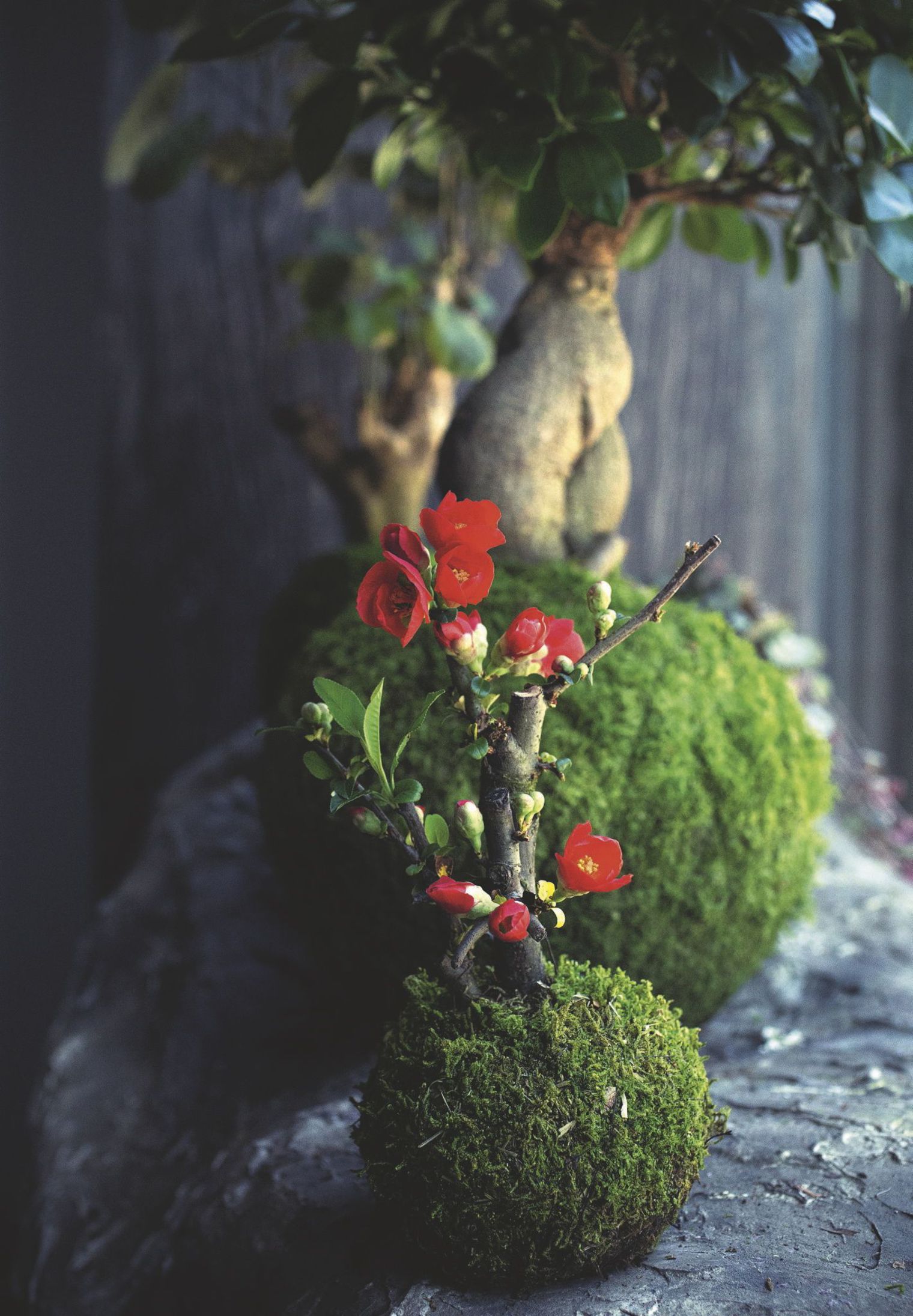 fleurs-en-kokedama-par-le-paysagiste-adrien-benard_5348189