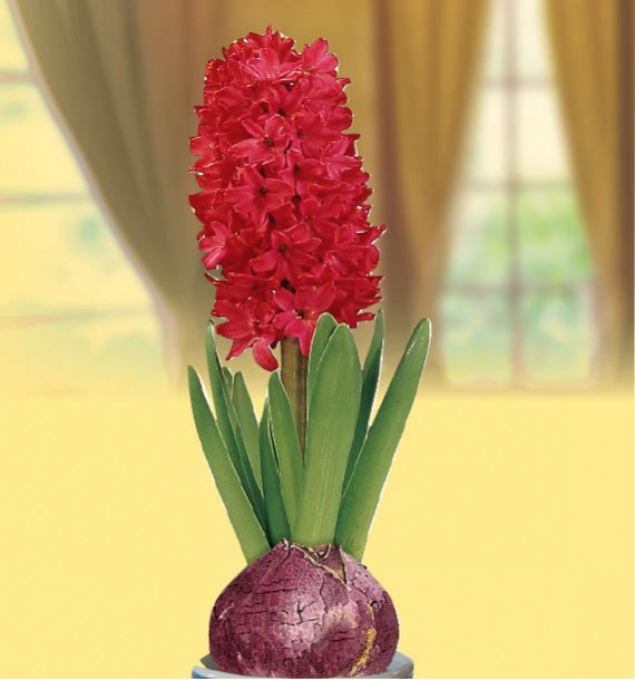 jacinthe-parfumee-rouge-vase