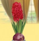 jacinthe-parfumee-rouge-vase