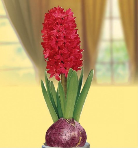 jacinthe-parfumee-rouge-vase