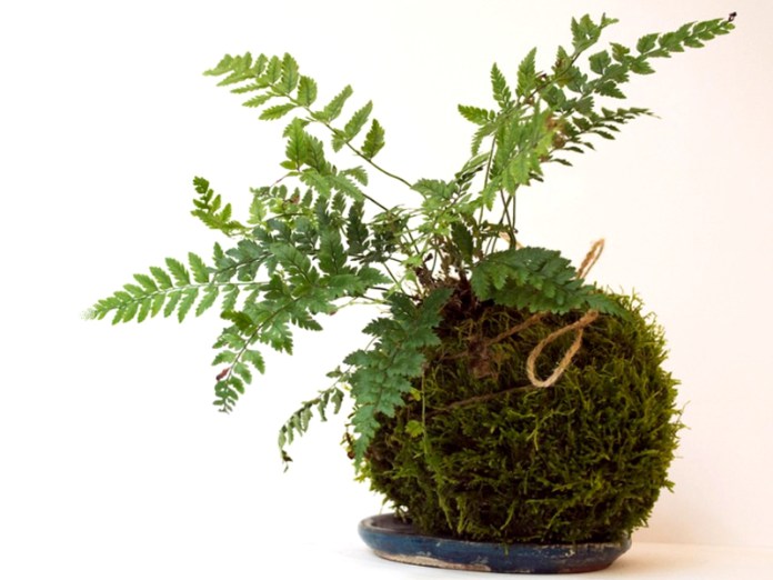 kit-kokedama-fougere
