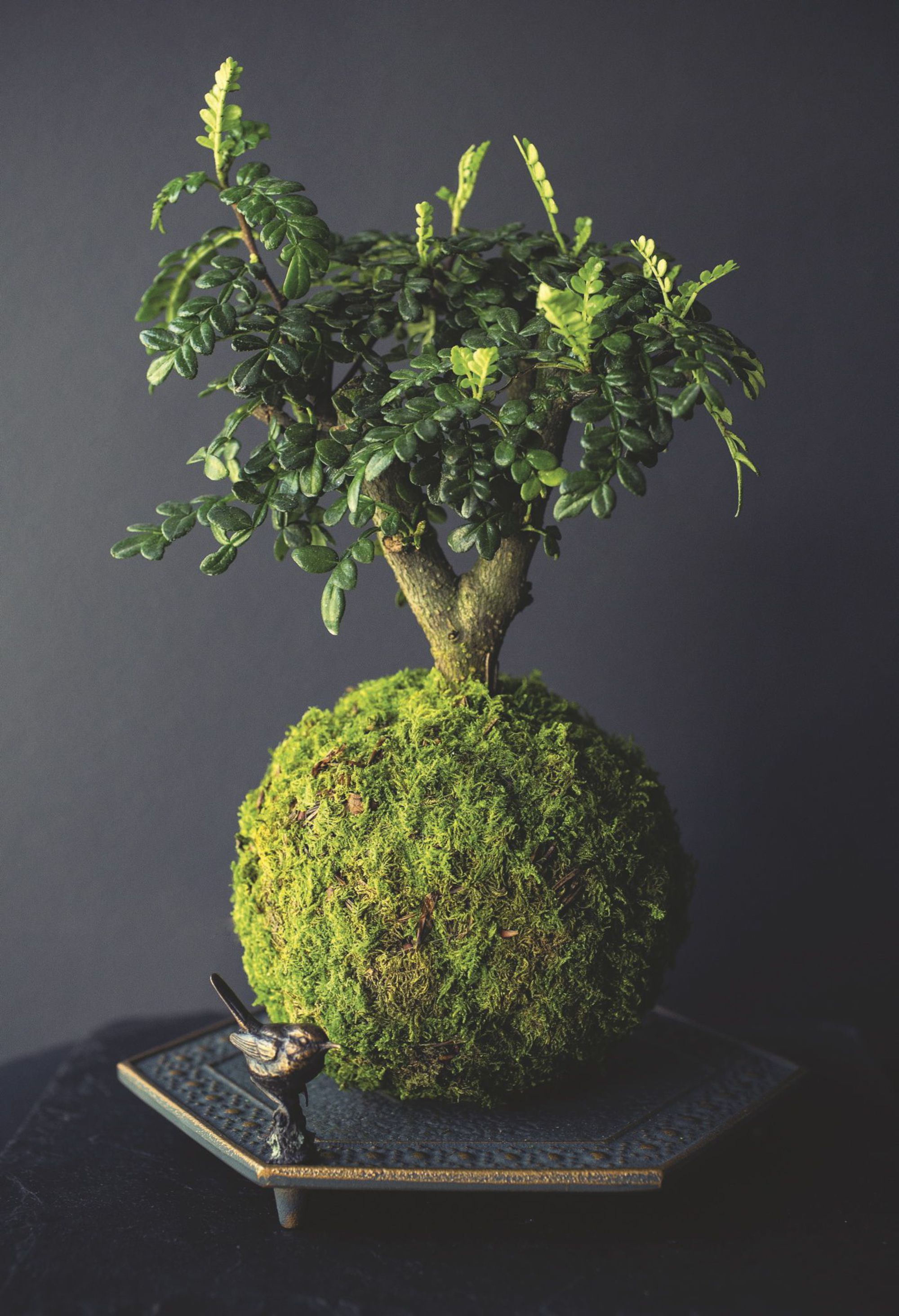 kokedama-cree-par-le-paysagiste-adrien-benard-1_5348195