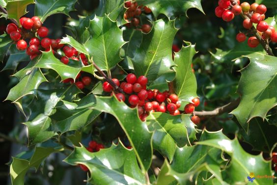 bc4dde405a7e663a02fed32b0780fdc2