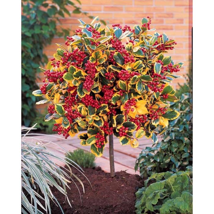 houx-panache-sur-tige