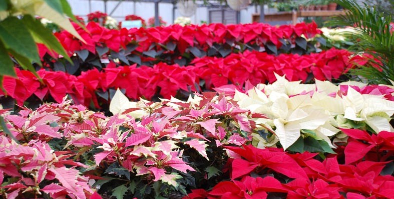 poinsettia-2-787x399