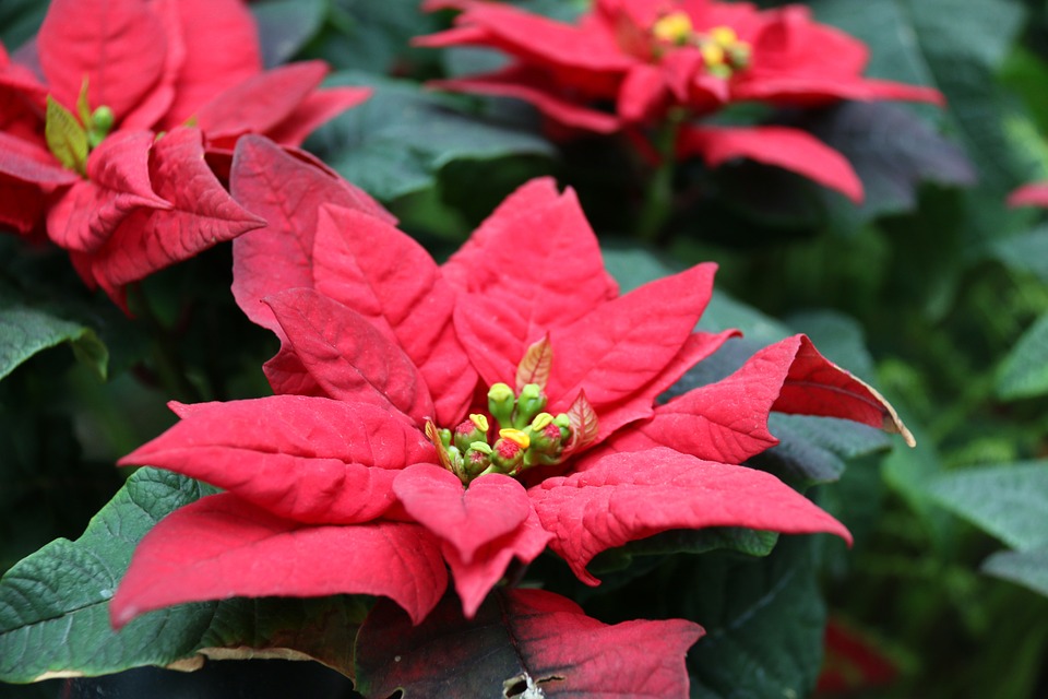 poinsettia-458762_960_720