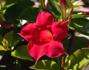 20b9f73a2e6c6ad97fbed2a3511b06a1