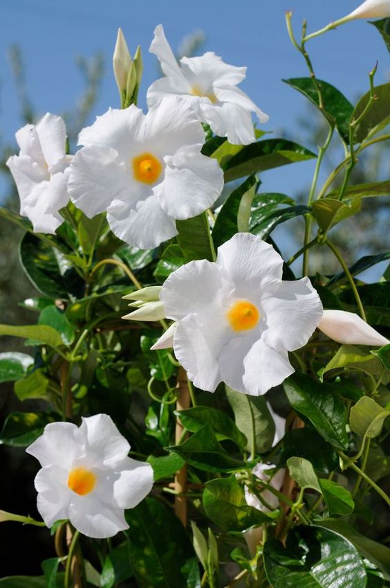 490aefcfa3ce22fab74ec503d3244ddc