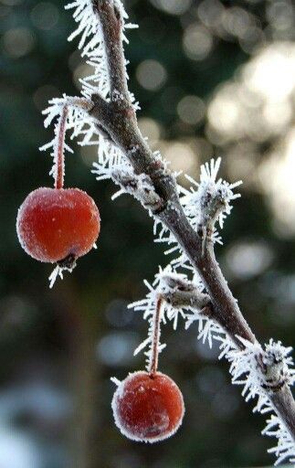 cd6896c63822dbf665c7f2d509d71b4f