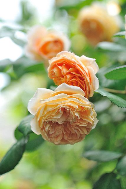 2a3d08af4c25364d921ba72fd584ac94