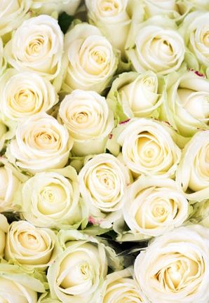 2bc4fb8a450a6e047156ee0c88e9a7bb