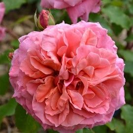 47299789db6f428866ec876cda7b9908