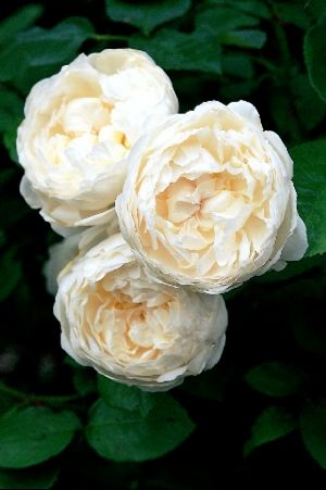 becf3cc8a3650d9064a32653720a5bf1