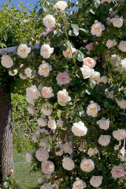 c6de780183181dc340ecc4431a41fc03