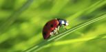 comment-attirer-des-coccinelles-dans-son-jardin