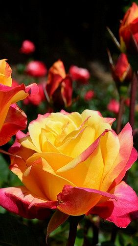 d071aba3e9a115e07599662cd7f305e0