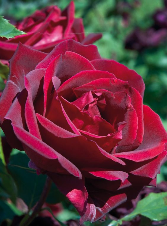 fa6976ba1ec408a727407e94793fa706