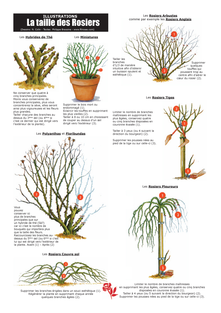 La Taille de vos Rosiers