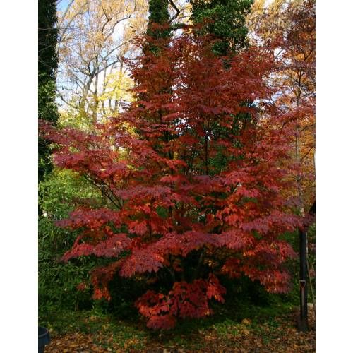 11b934f97654ce0b9b03ec01fe64e02f