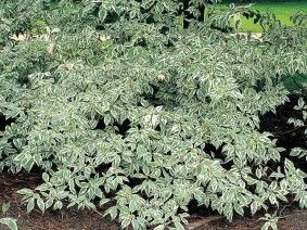 22b81ff3e5df453beee2e76157d4da95