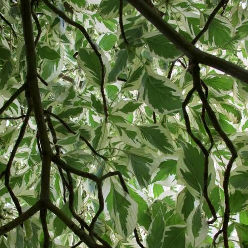 2694086e4d56d16e70c5d3c55a744827