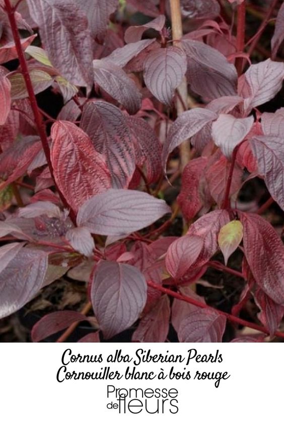 4a4d4ab977fba216f584f1c80aae0987