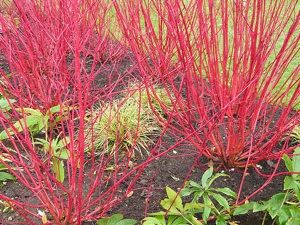 8593a88c699960a904ba45b216316909