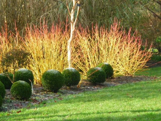 cornus-buis-hiver