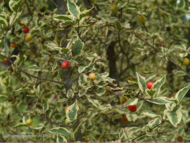 cornus-mas-variegata-cornouiller-male-panache