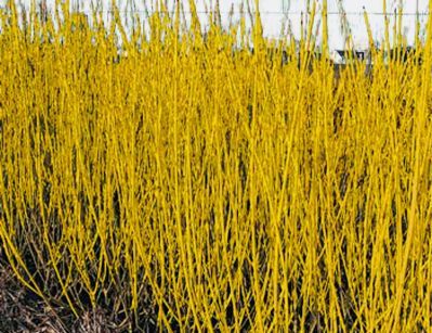 d741750cd69c438ada3f2fbcc9105afb