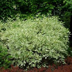 d87f605d8c8e8f20dd918ecd416c41d7