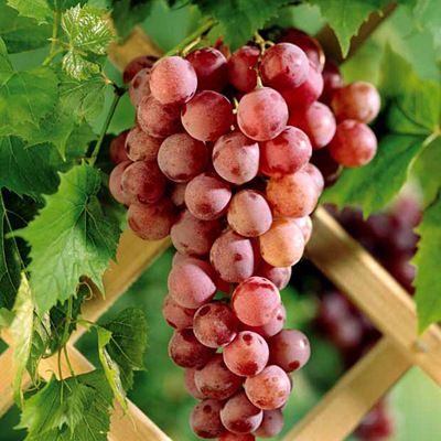 07e9ceea20de6e7b5328352aeed5b037