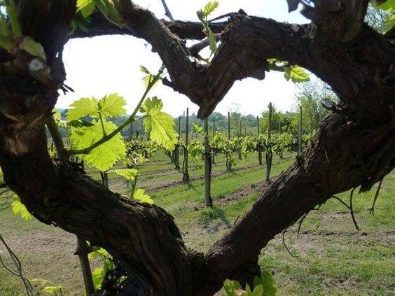 c7cc4e49883385d9719cdd01c5949ab9