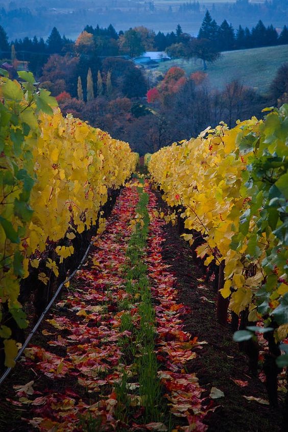 cb802e579fddd5d2e1e41779ebcbe2e2