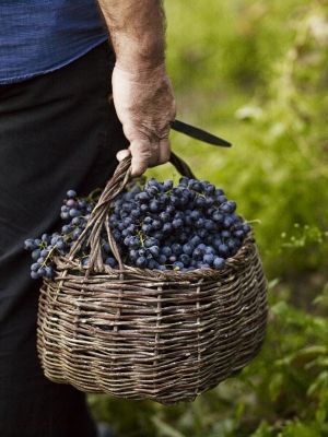 e835d53a22b117cad1975a3f8fe6245c