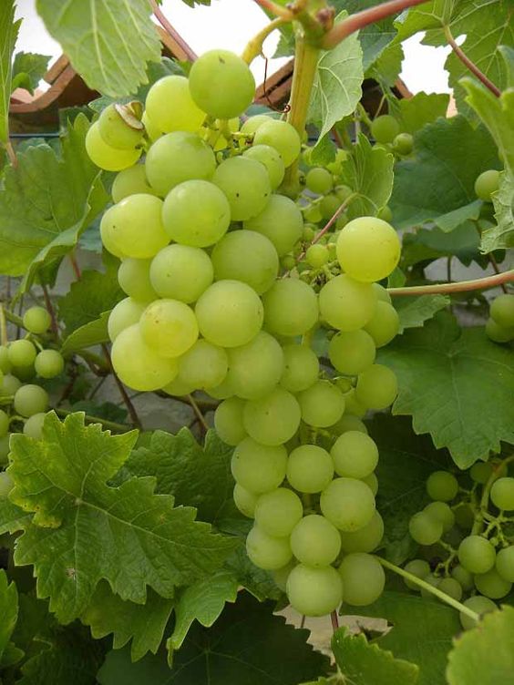 f82fb77a9a2f2b40fe8aeb2205c4a859