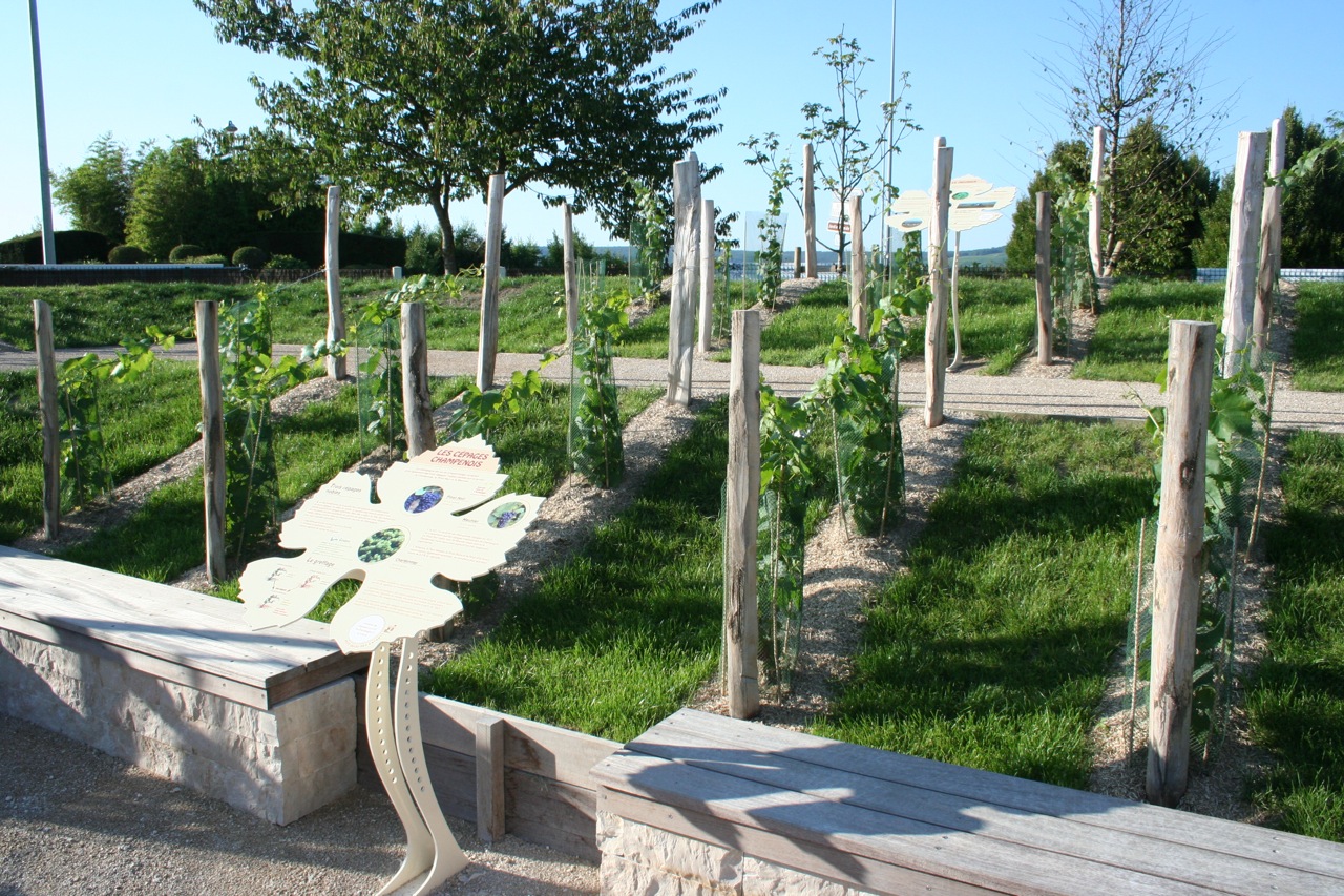 jardin-de-vignes-5