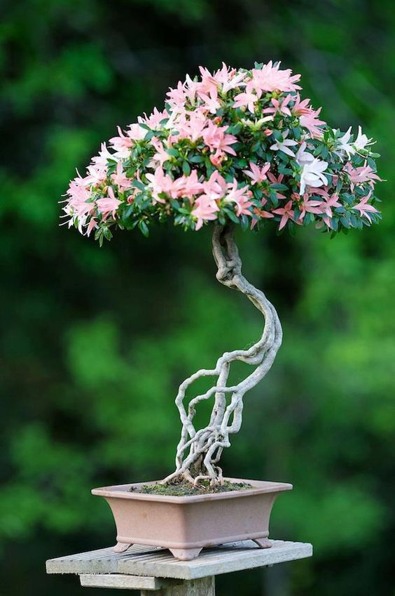 0dd4054490883ee116e6a74f90bb4a5a