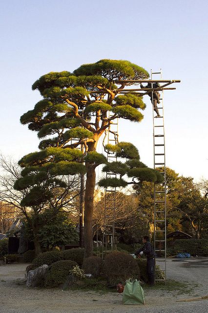 0f3cb9411ece076577b9e01efa4dca5a